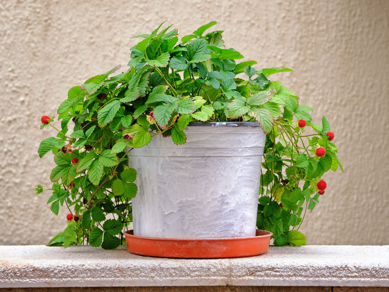 Erdbeerpflanze mit Beeren im Topf