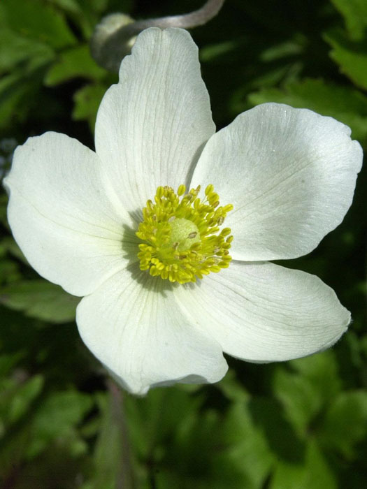 anemone-sylvestris Attraktive, weiße Einzelblüte des Waldwindröschens