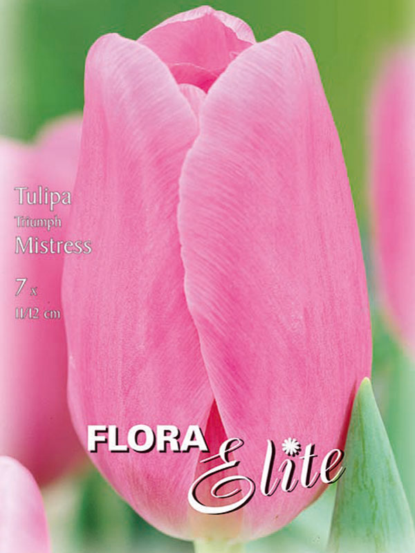Triumph-Tulpe Mistress rosa