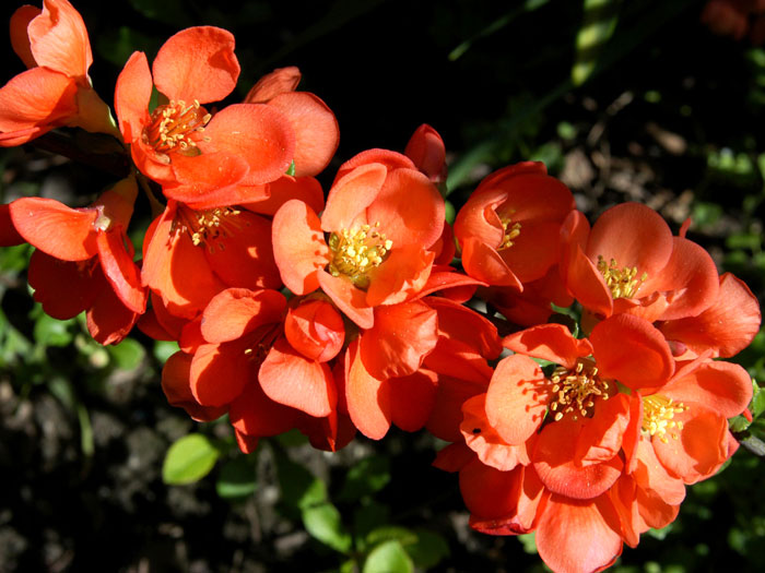 chaenomeles-cido-bluete