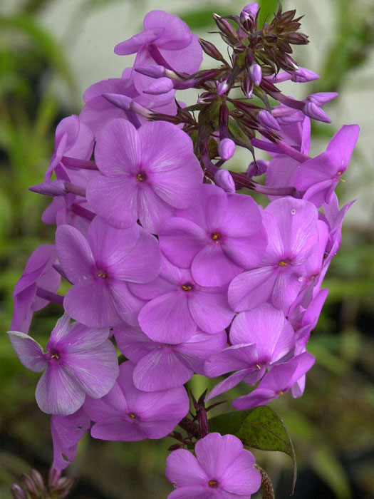 Phlox maculata 'Alpha' Nahaufnahme einer Blüte von Phlox maculata Alpha