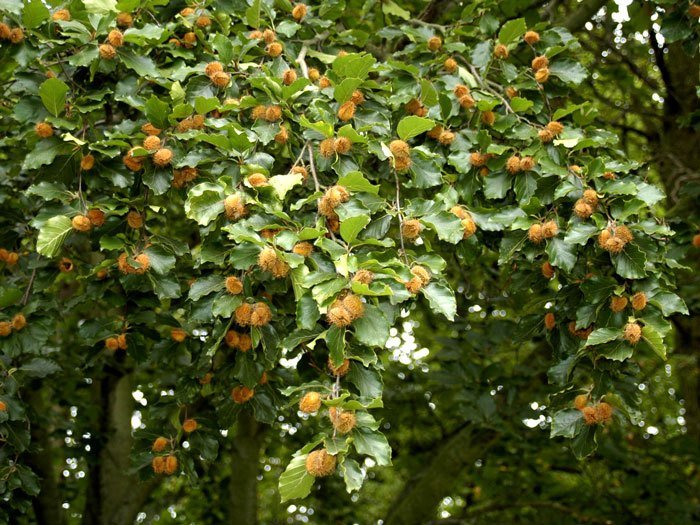 fagus-sylvatica-samen56050e1863ac7 Fagus sylvatica Samen