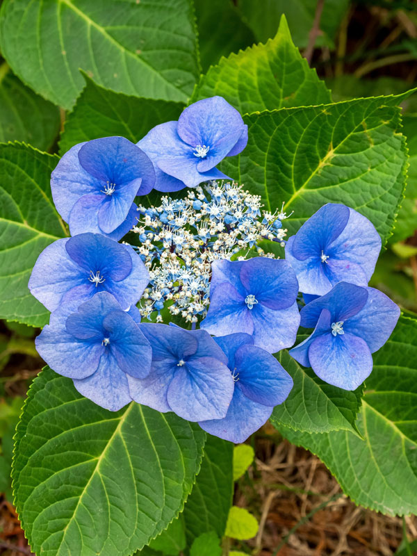 Bluete einer Hortensie Blaumeise von oben