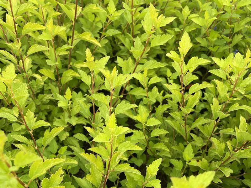 Laubblaetter des Physocarpus opulifolius Tiny Wine Gold