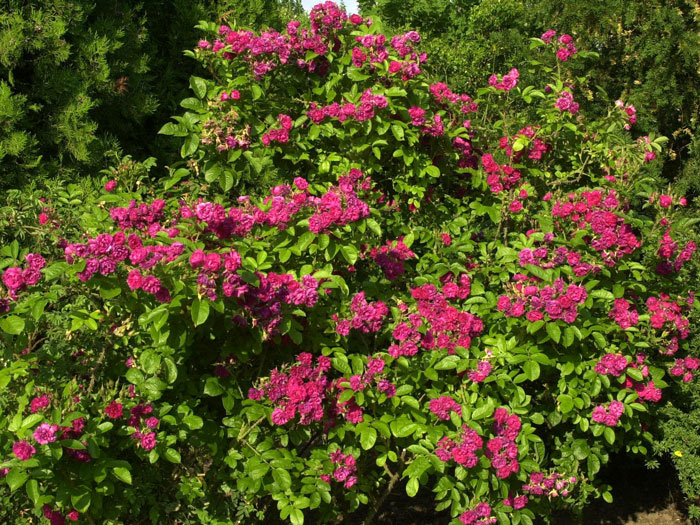Rose F. J. Grootendorst