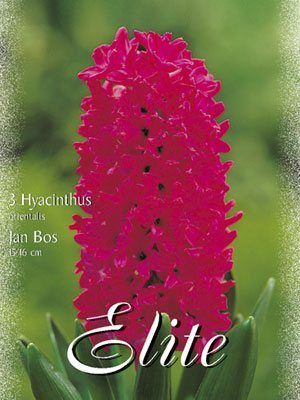 hyacinthus_jan_bos Hyazinthe 'Jan Bos' (Art.Nr. 595020)