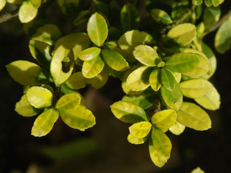 Ilex crenata Golden Gem Nahaufnahme