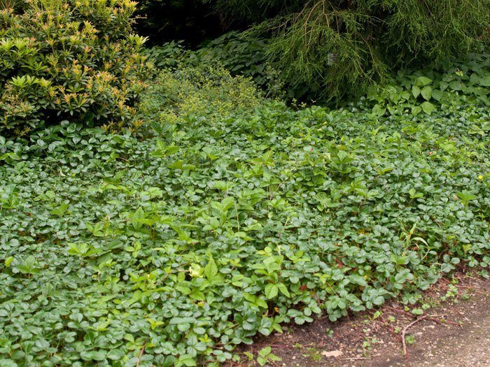 zier-erdbeere-chaval Die Teppicherdbeere als Bodendecker