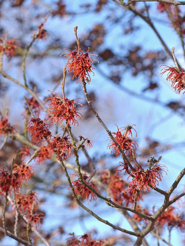 Orangene Blueten und Aeste der Hamamelis intermedia Jelena