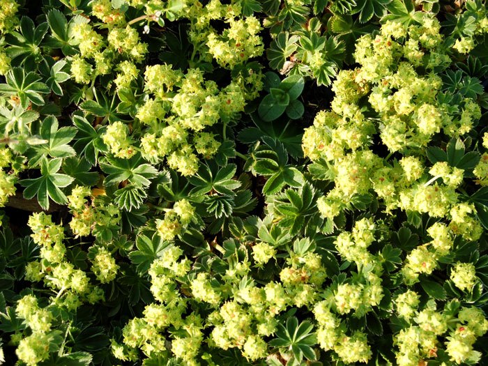 zwerg-frauenmantel Alchemilla faeroensis pumila, Zwerg-Frauenmantel