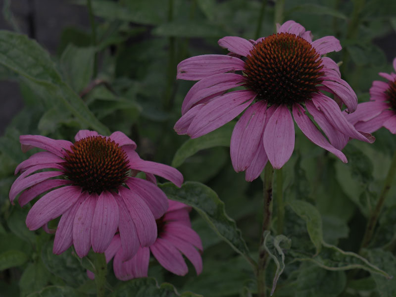 Echinacea-Portraet