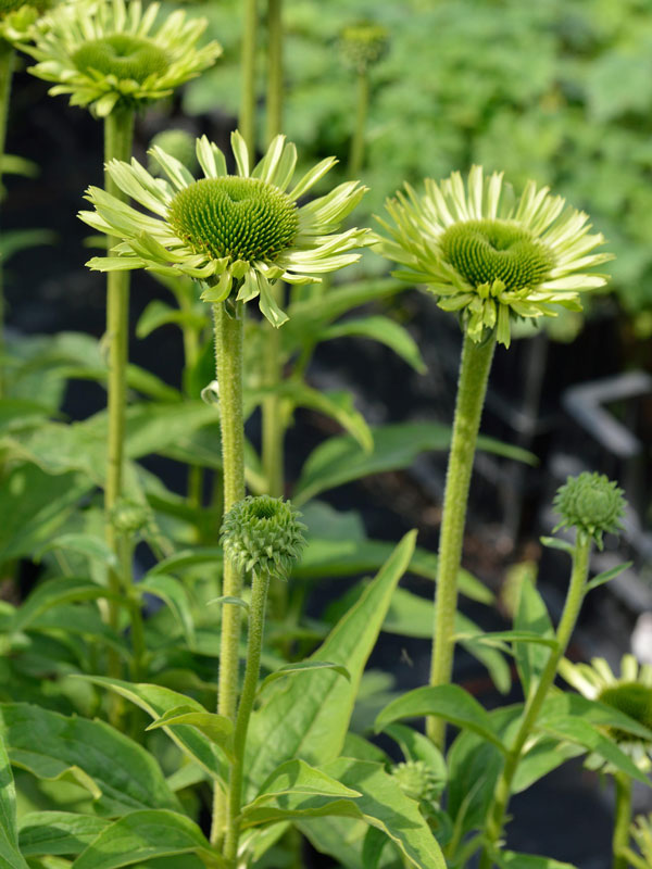 echinacea-green-Jewel5e343a5b775a7