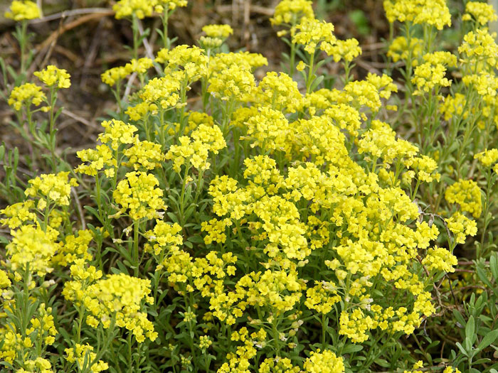 steinkresse-berggold