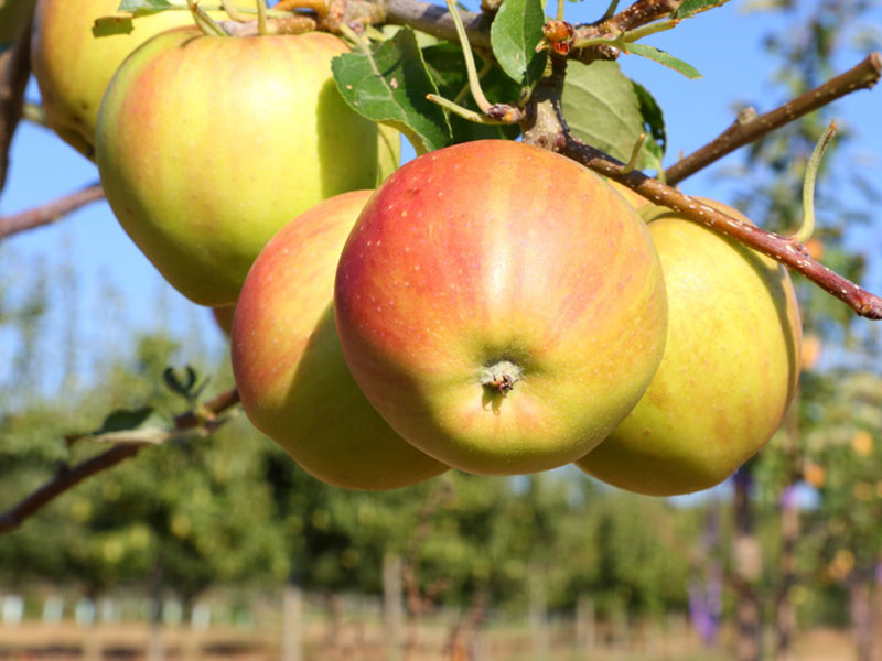 apfel-tramin5a9d3b474505c