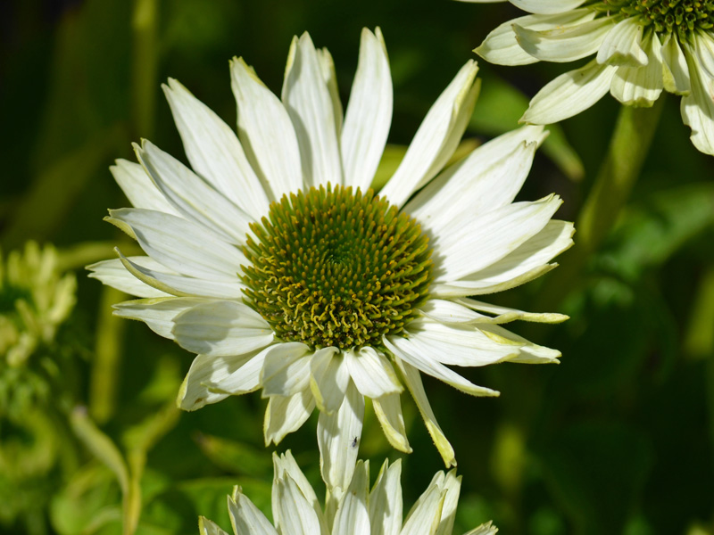 Echinacea Jade Bluete