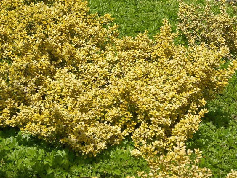Ilex crenata Golden Gem Wuchs