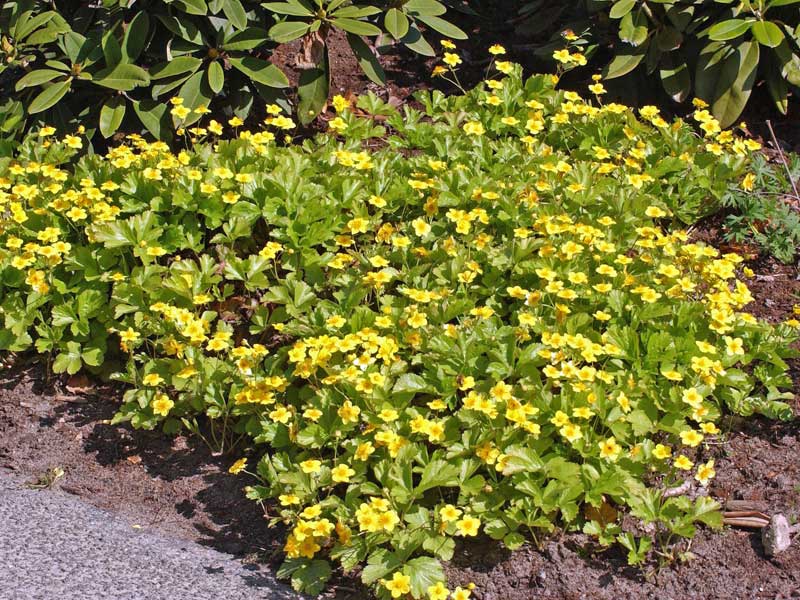 Waldsteinia ternata als Staude in Beet gepflanzt