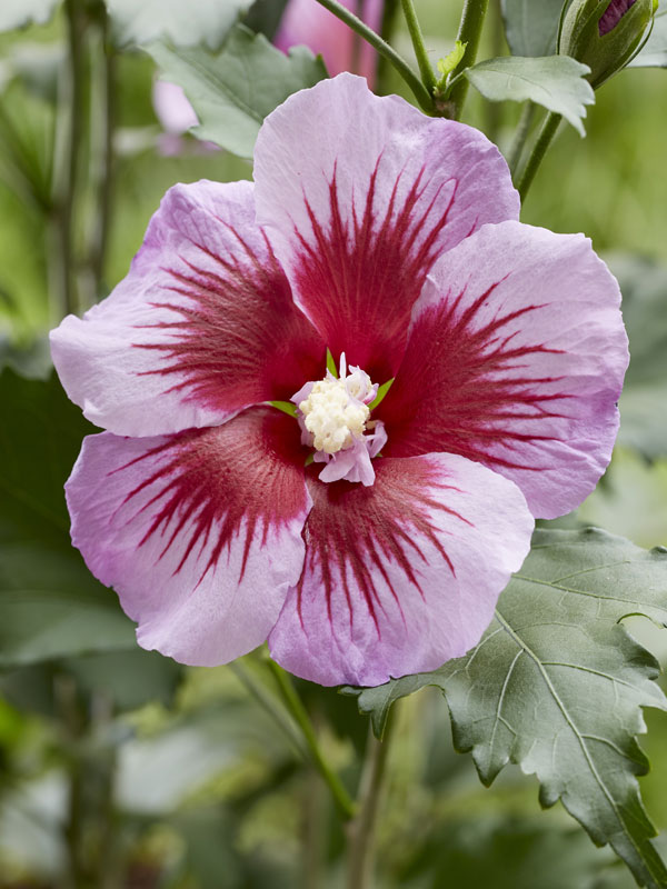 Nahaufnahme Hibiskusblüte 'Flower Tower Purple' Nahaufnahme einer Blüte von Säulen-Eibisch 'Flower Tower Purple'
