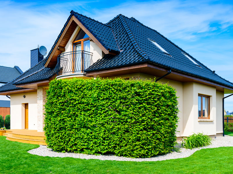 Carpinus betulus, Hainbuche, Weißbuche Carpinus betulus, Hainbuche, Weißbuche