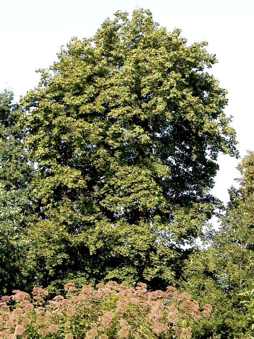 acer-platanoides-habitus Acer platanoides, Spitzahorn