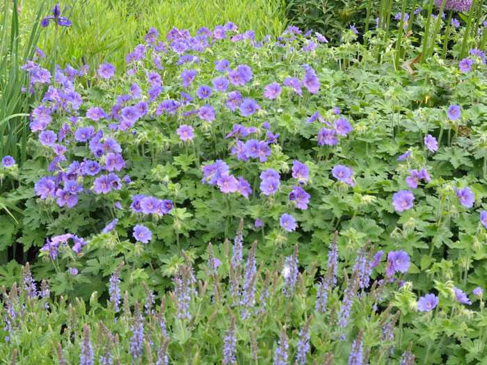 storchschnabel-rosemoor