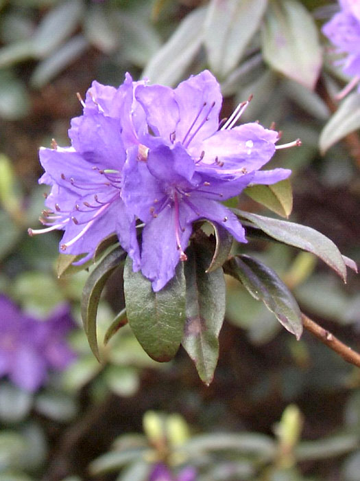 alpenrose-gletschernacht Rhododendron russatum 'Gletschernacht'