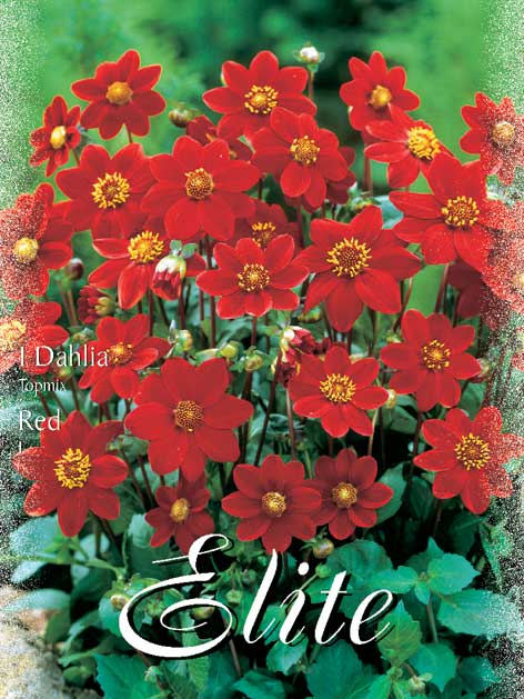 topmix_rot_76308_0 Topmix-Dahlie 'Red', Dahlia (Art.Nr. 5206120)