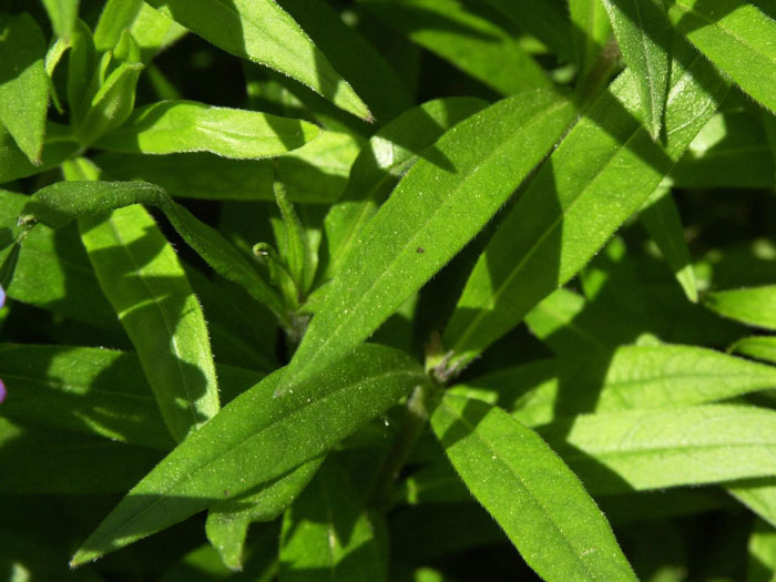 blatt-steinsame Laubblatt des blauen Steinsame