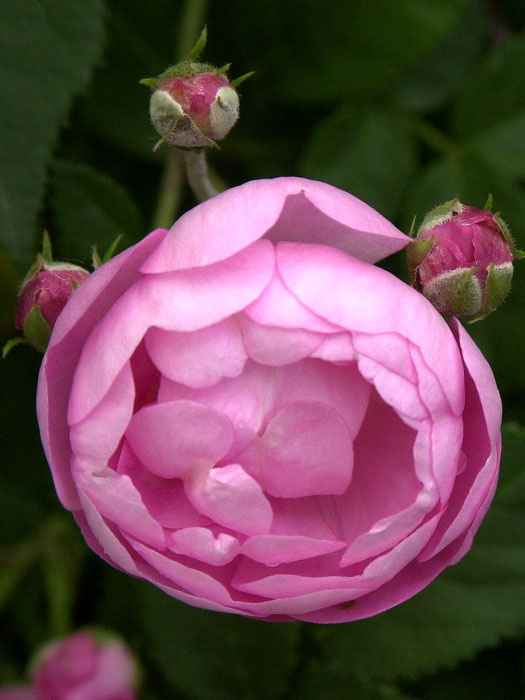 rose-raubritter55599627aa554 Blüte der Rose Raubritter