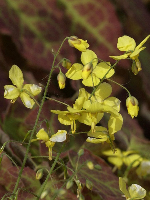 epimedium-frohnleiten Die Blüte der Elfenblume 'Frohnleiten'