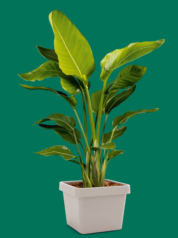 Pflanzgefaess Viva Square bepflanzt 