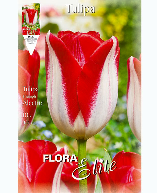 tulpe-alectric Triumph-Tulpe 'Alectric' (Art.Nr. 5951940)