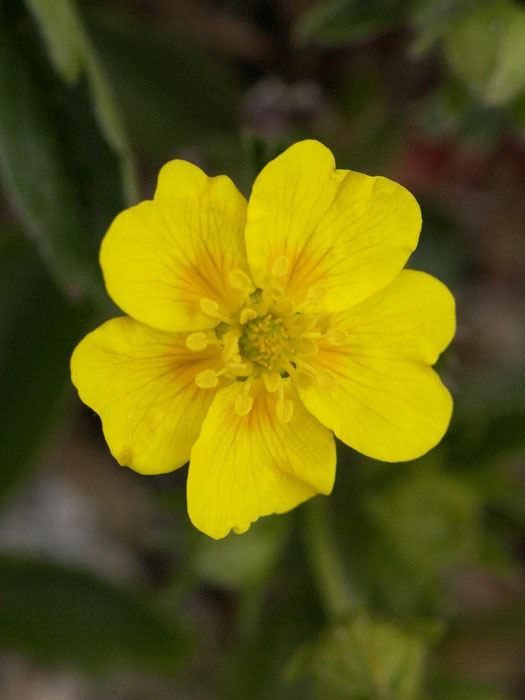 potentilla-aurea Potentilla aurea, Gold-Fingerkraut