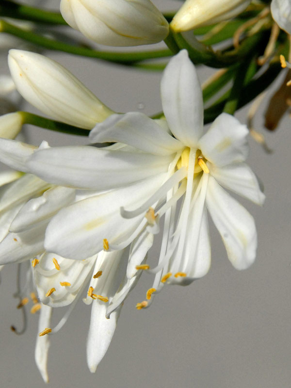schmucklilie-weiss-bluete Agapanthus africanus 'Albus', weiße afrikanische Schmucklilie