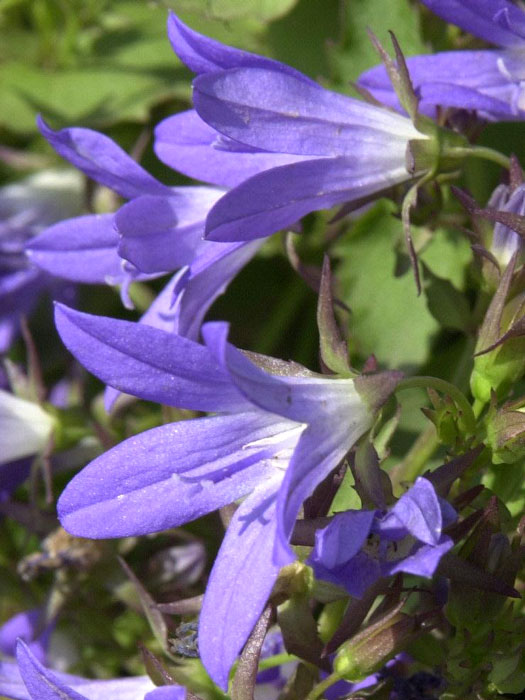 campanula-stella Campanula poscharskyana 'Stella', Hängepolster-Glockenblume, Gartenglockenblume