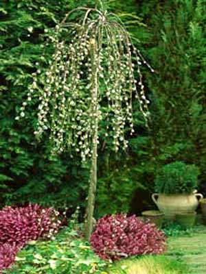 s_caprea_pendula_j5 Hängende Kätzchenweide Stämmchen