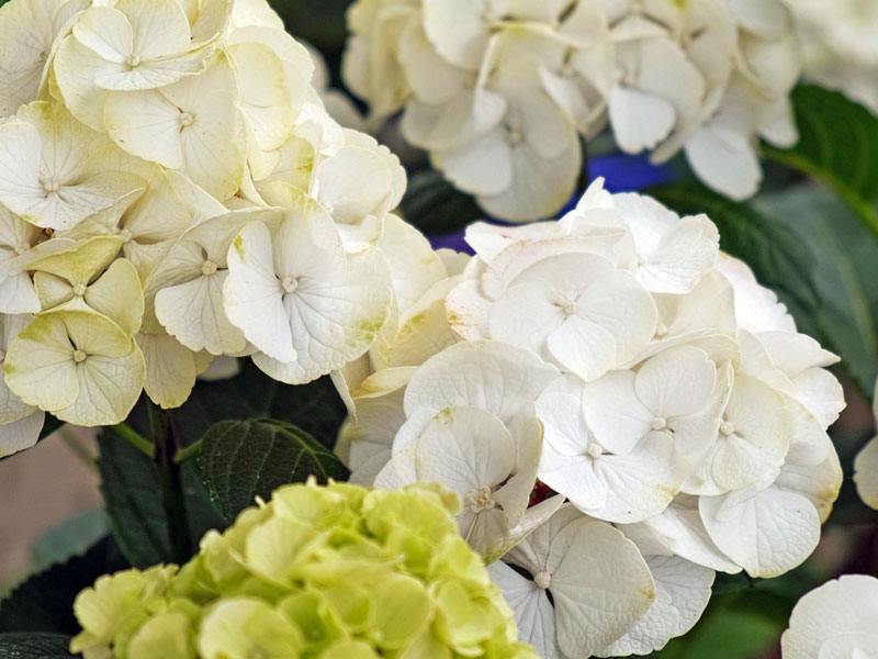 Hydrangea Madame E. Moulliere Nahaufnahme der Blueten