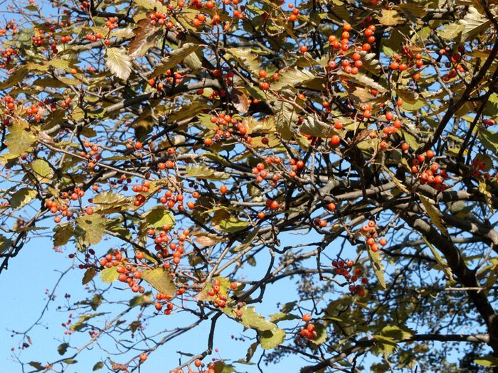mehlbeere-fruechte Sorbus intermedia, Schwedische Mehlbeere