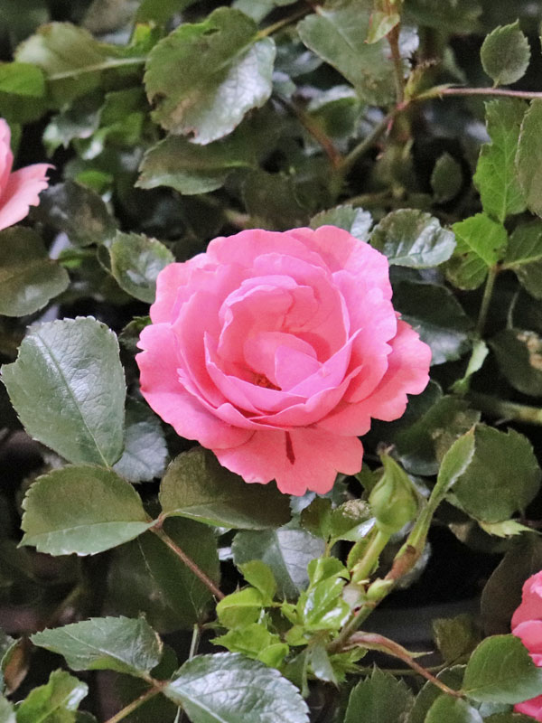 Rose Sommerwind Nahaufnahme