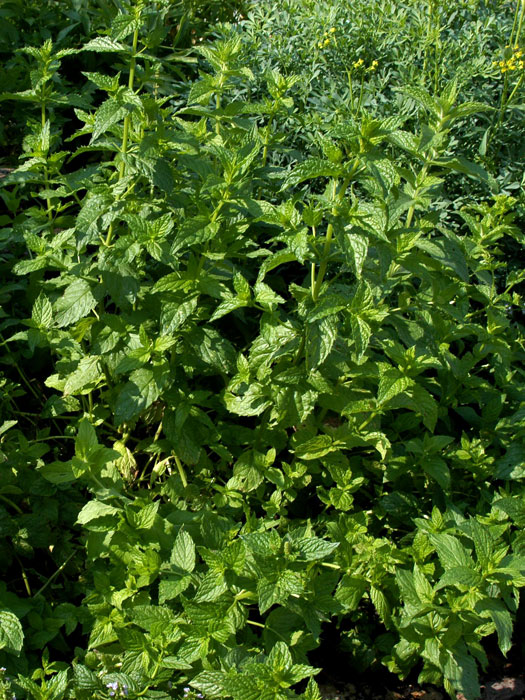 mentha-x-piperita Pfefferminze, Mentha piperita
