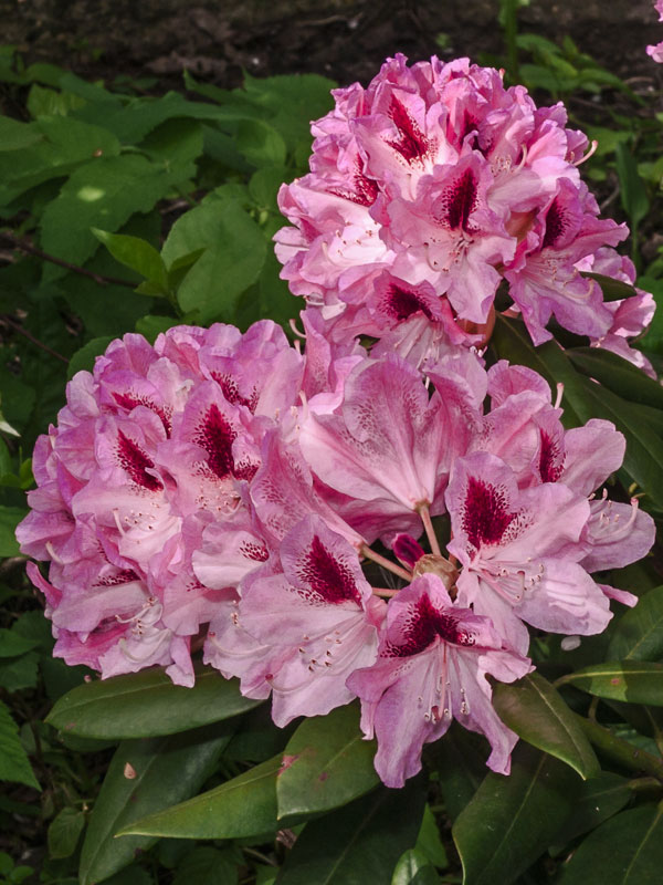 Bluete eines Rhododendron Cosmopolitan