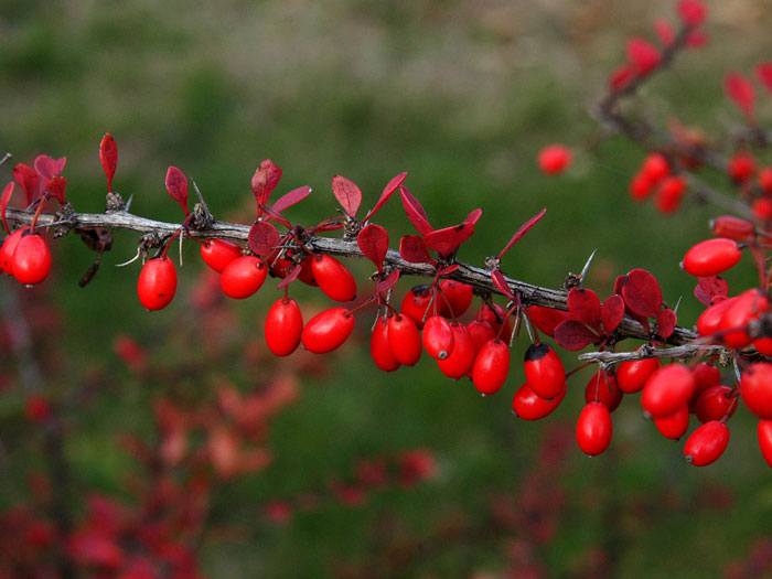 berberitze-gruen-frucht55599f2d07c6c Frucht der Grünen Hecken-Berberitze