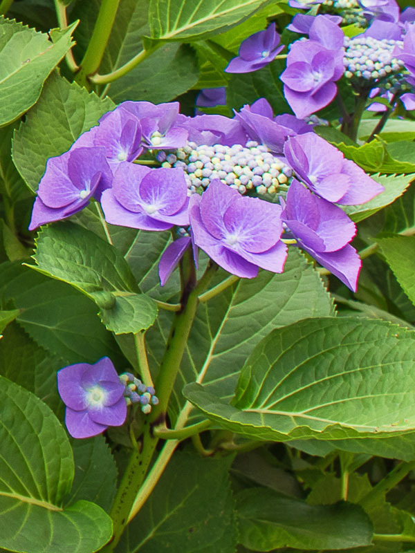 Nahaufnahme einer Bluete der Hydrangea Blaumeise