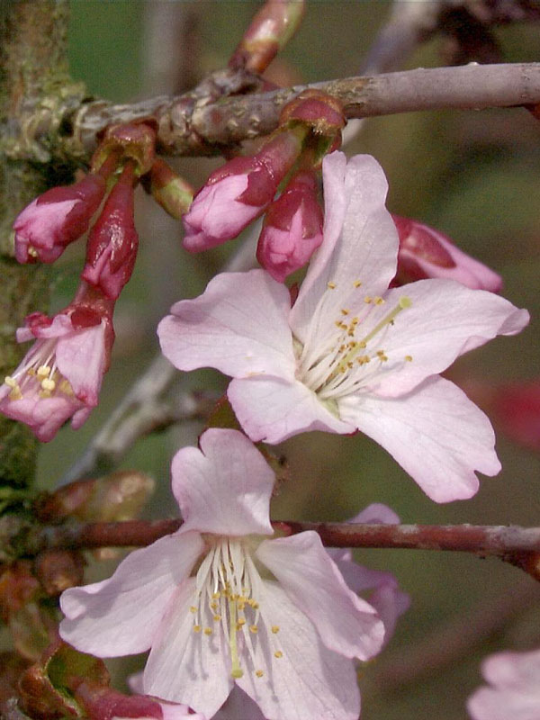 Nahaufnahme der rosa Bluete der Prunus kurilensis Ruby