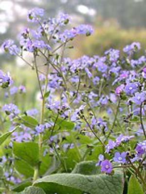 brunnera-macrophylla-1