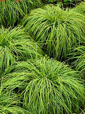 carex-umbrosa Carex umbrosa, Immergrüne Schatten-Segge