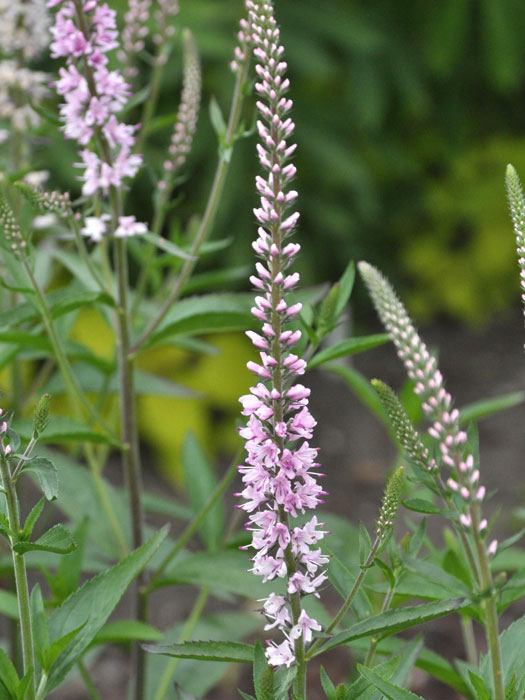veronica-pink-damask