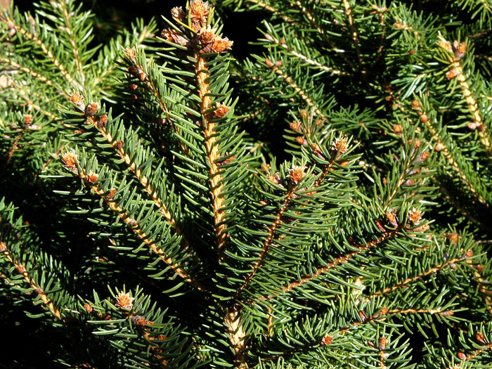 nest-fichte Nadelkleid der Nest-Fichte 'Nidiformis'