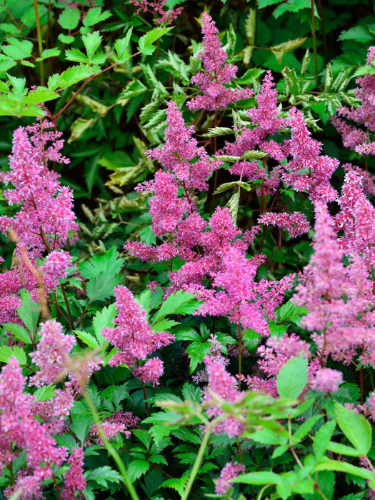 astilbe-mainz Die frühe Prachtspiere 'Mainz' während der Blüezeit