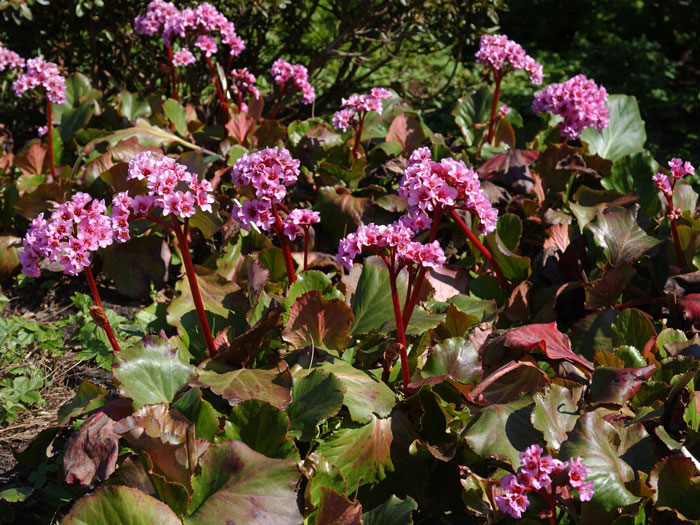 herbstbluete-bergenia Die Bergenie 'Herbstblüte'